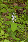 Showy skullcap